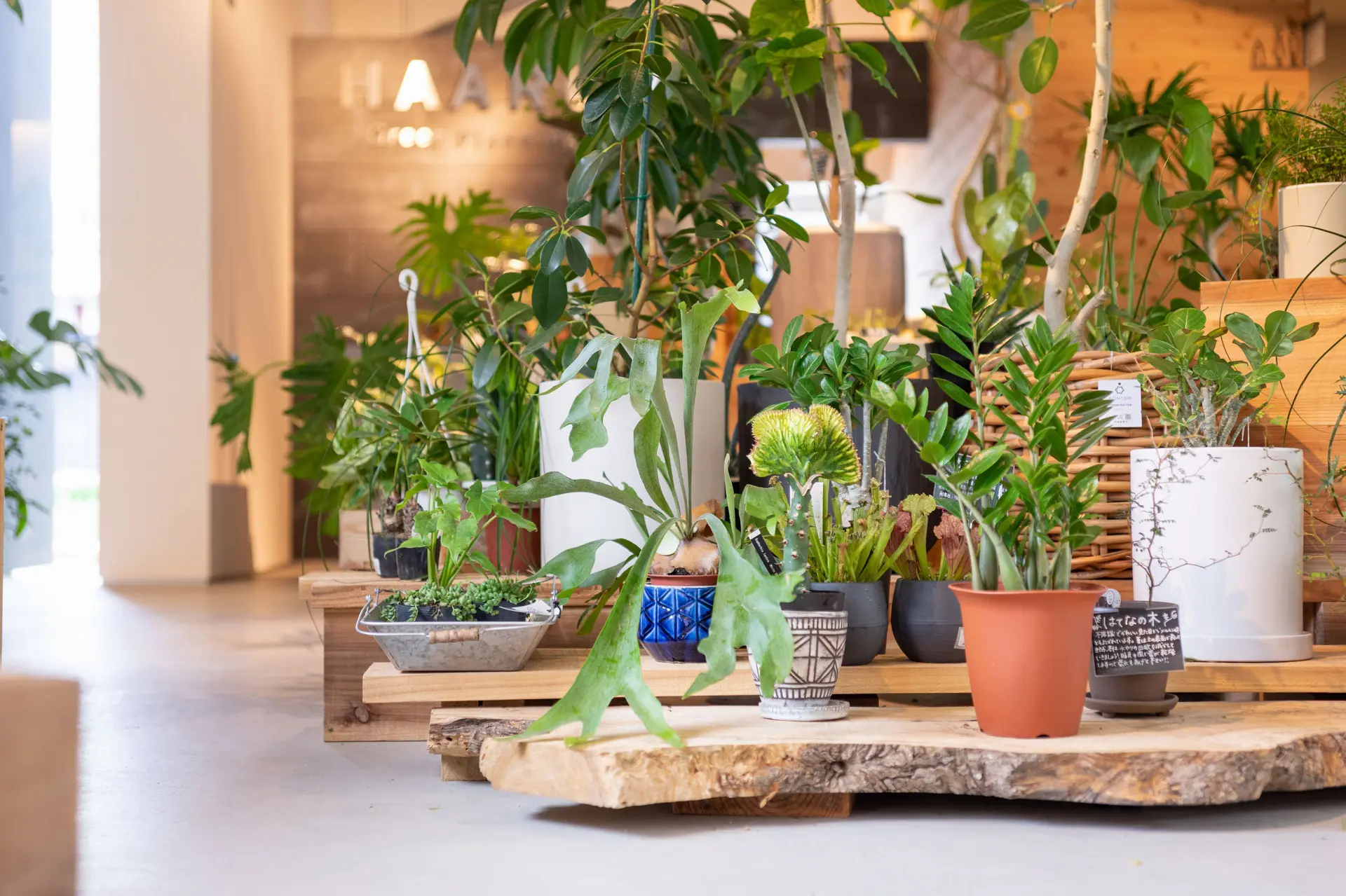 人も植物も心地のいい観葉植物のお店